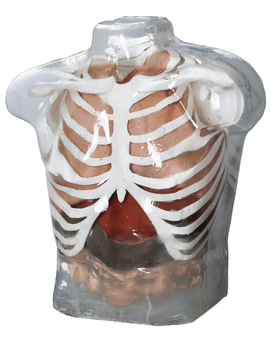 Clear synthetic torso with anatomical detail